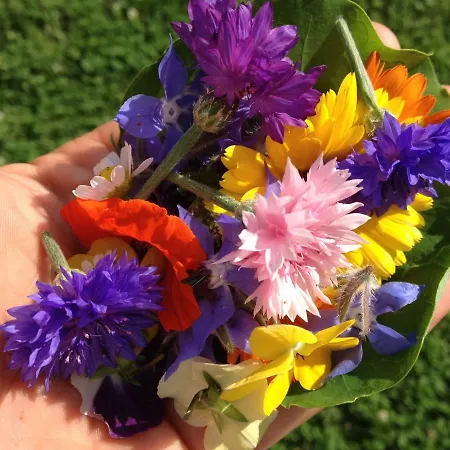 Gaestehaus Elisabeth Готель типу 