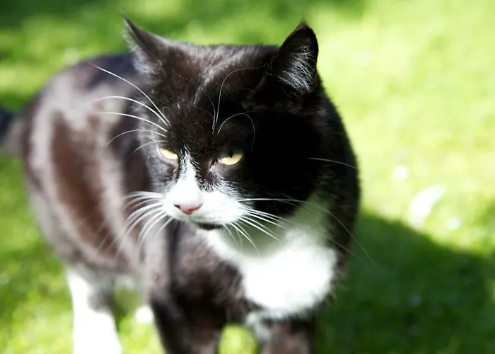 Gaestehaus Elisabeth Alojamento de Acomodação e Pequeno-almoço 3*