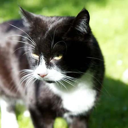 Gaestehaus Elisabeth Panzió 3*